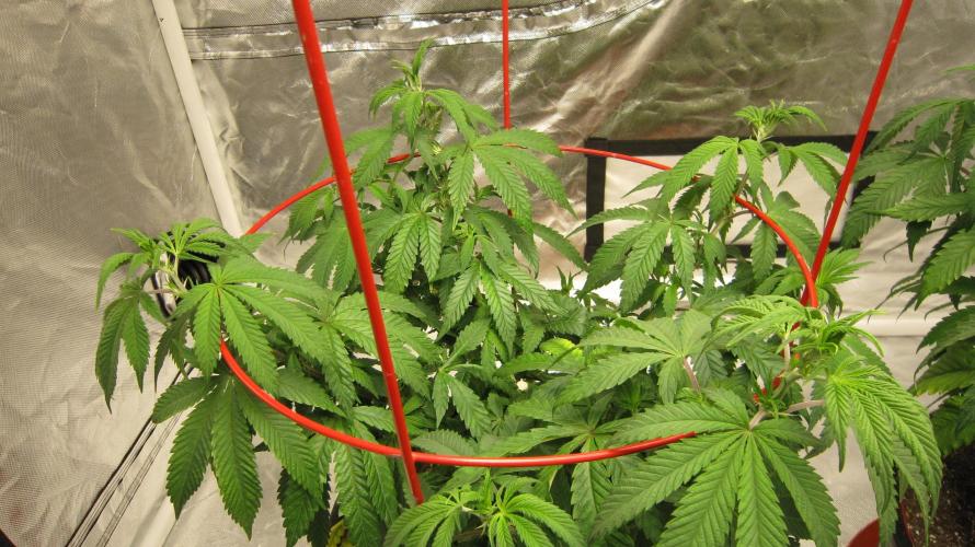 Gelatdos Jabb... My crossing.. Week 9 - Plant #1