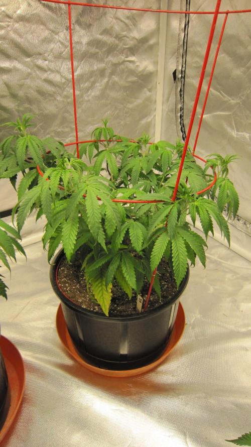 Gelatdos Jabb... My crossing.. Week 9 - Plant #2