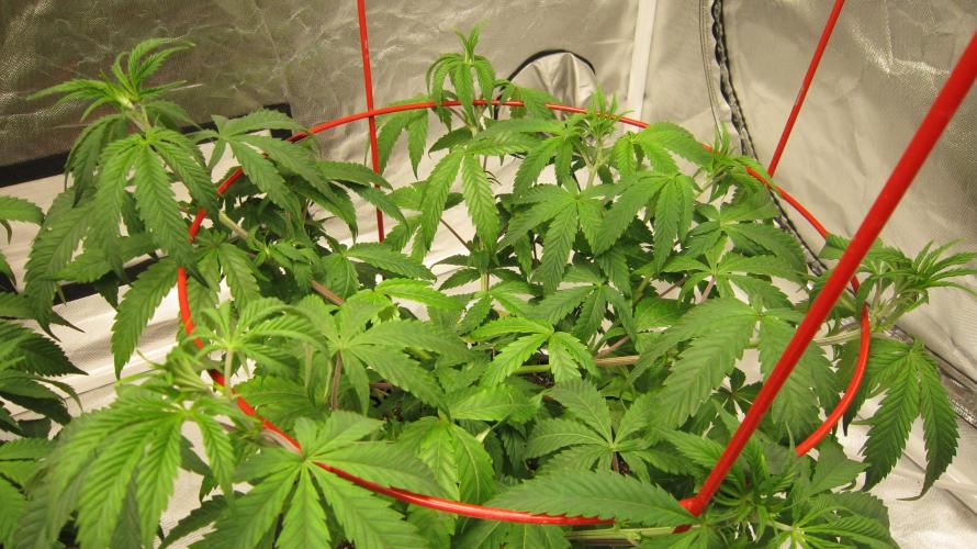 Gelatdos Jabb... My crossing.. Week 9 - Plant #2