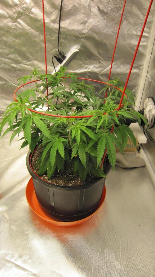 Gelatdos Jabb... My crossing.. Week 9 - Plant #3