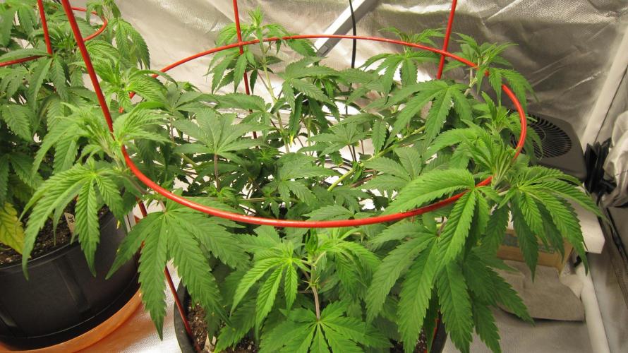 Gelatdos Jabb... My crossing.. Week 9 - Plant #3