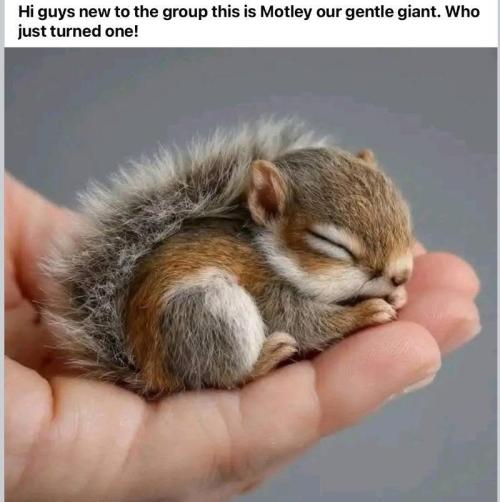 Gelatdos Jabb... My crossing.. Week 9 - Super Cute!!!