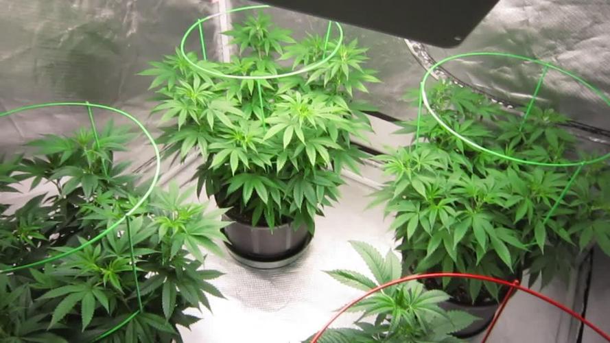 🍋 Lemon 🍊 Mandarin 😎 🤗 🤩