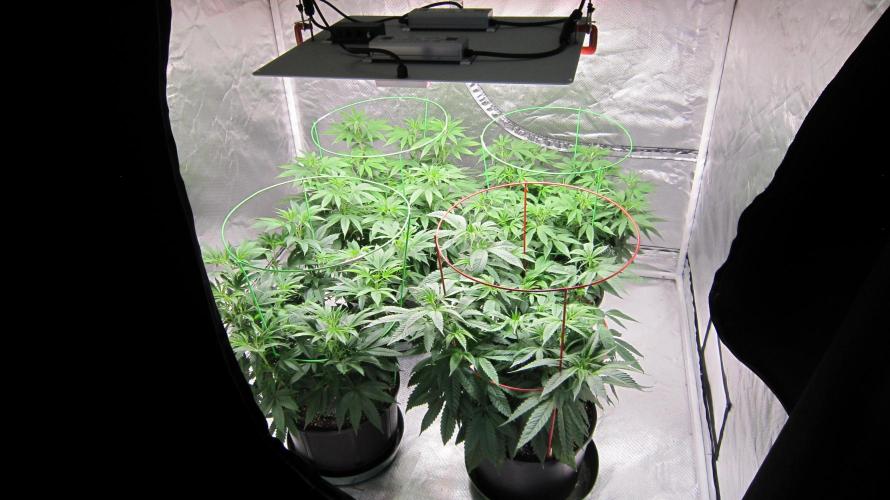 🍋 Lemon 🍊 Mandarin 😎 🤗 🤩. Week 10 - Lemon Mandarin - 3 plants and 1 plant of Hulk OG by IZI.