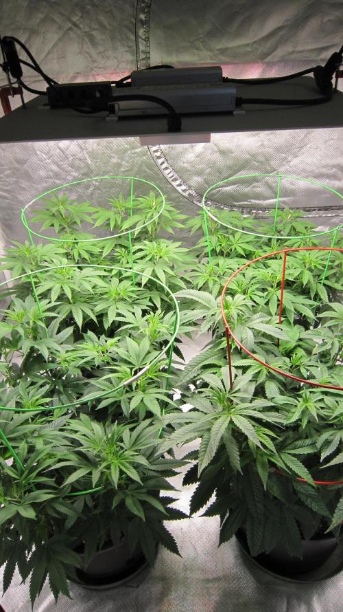 🍋 Lemon 🍊 Mandarin 😎 🤗 🤩. Week 10 - Group Shot.