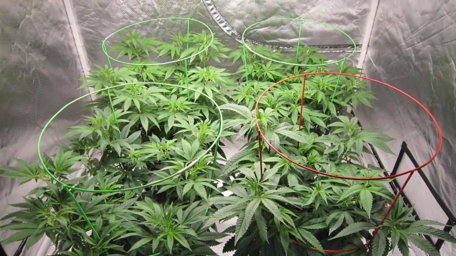 🍋 Lemon 🍊 Mandarin 😎 🤗 🤩. Week 10 - Turned the fans up to medium today. It was getting close to 70% rh in here