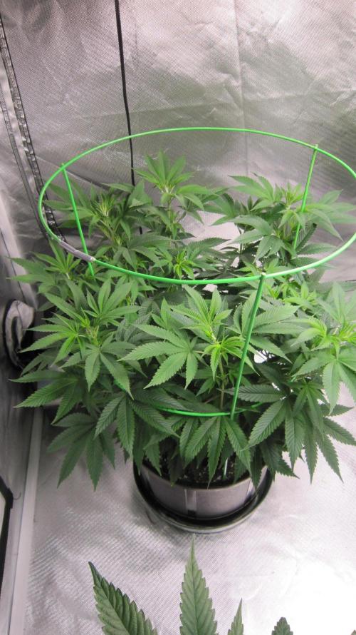 🍋 Lemon 🍊 Mandarin 😎 🤗 🤩. Week 10 - Plant #1