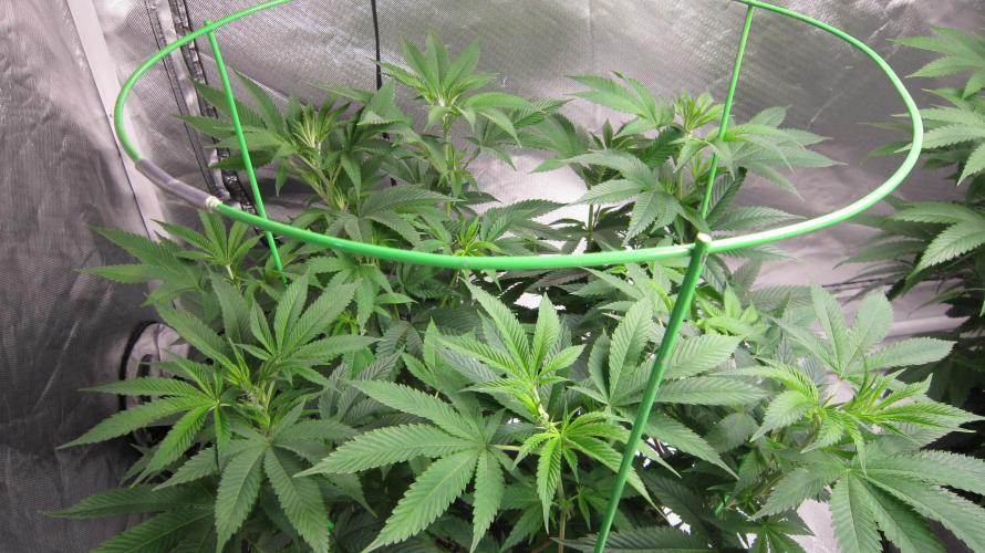 🍋 Lemon 🍊 Mandarin 😎 🤗 🤩. Week 10 - Plant #1