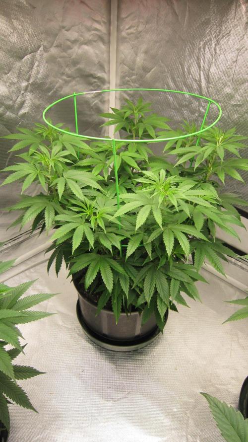 🍋 Lemon 🍊 Mandarin 😎 🤗 🤩. Week 10 - Plant #2