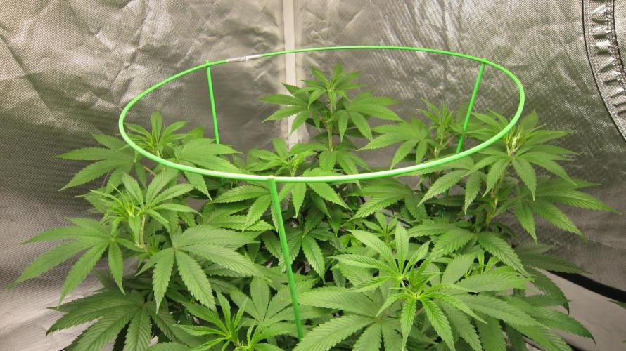 🍋 Lemon 🍊 Mandarin 😎 🤗 🤩. Week 10 - Plant #2