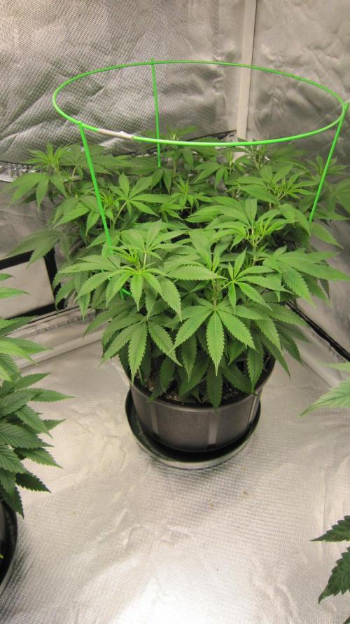 🍋 Lemon 🍊 Mandarin 😎 🤗 🤩. Week 10 - Plant #3