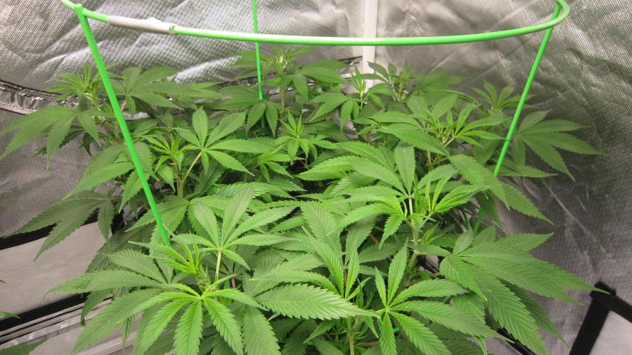 🍋 Lemon 🍊 Mandarin 😎 🤗 🤩. Week 10 - Plant #3