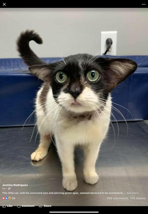 🍋 Lemon 🍊 Mandarin 😎 🤗 🤩. Week 10 - Another Cutie....