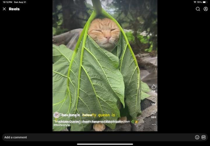 🍋 Lemon 🍊 Mandarin 😎 🤗 🤩. Week 10 - Jungle Cat.