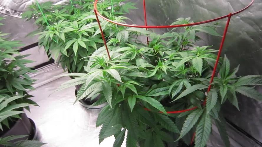 💪🔥⚡ Hulk OG - by IZI