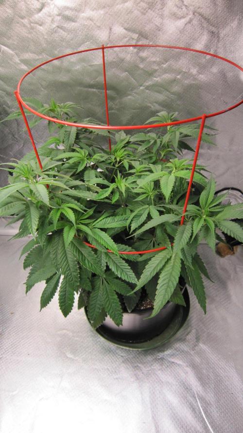 💪🔥⚡ Hulk OG - by IZI. Week 10 - Hulk OG Genetics by IZI