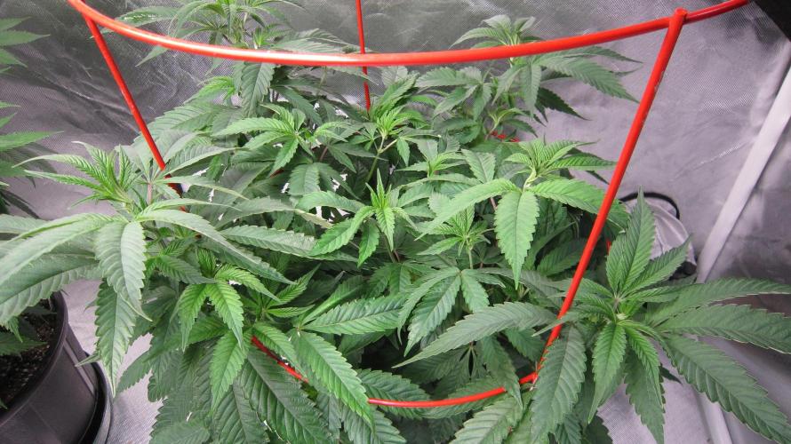 💪🔥⚡ Hulk OG - by IZI. Week 10 - Hulk...