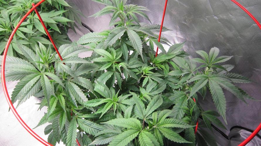 💪🔥⚡ Hulk OG - by IZI. Week 10 - Hulk...