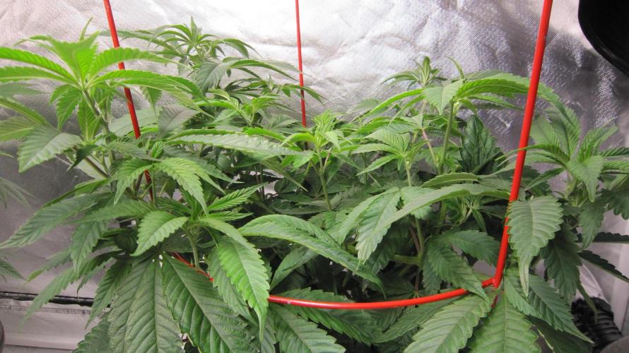 💪🔥⚡ Hulk OG - by IZI. Week 10 - Hulk... Going up from here.