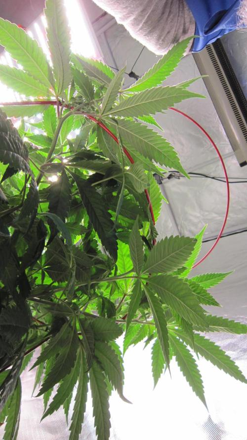 💪🔥⚡ Hulk OG - by IZI. Week 10 - Spider Farmer Light SF-4000