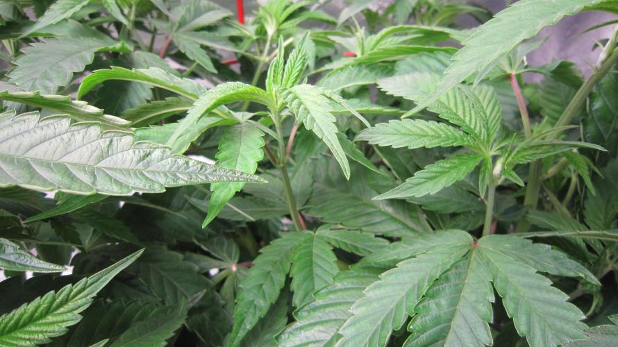 💪🔥⚡ Hulk OG - by IZI. Week 10 - Up Close...