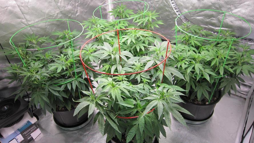 💪🔥⚡ Hulk OG - by IZI. Week 10 - Group Shot. Hulk OG, in front.