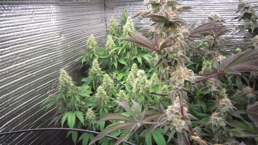 Best Clones... Showing off my...