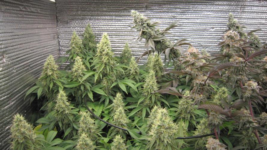 Best Clones... Showing off my.... Week 11 - Blackberry Moonrocks left and Dos Si Dos 33 right