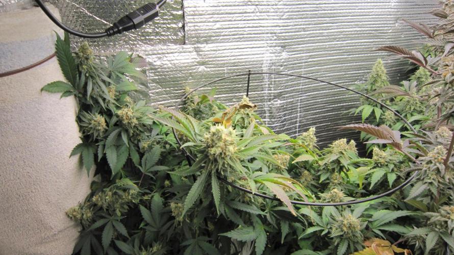 Best Clones... Showing off my.... Week 11 - Critical OG