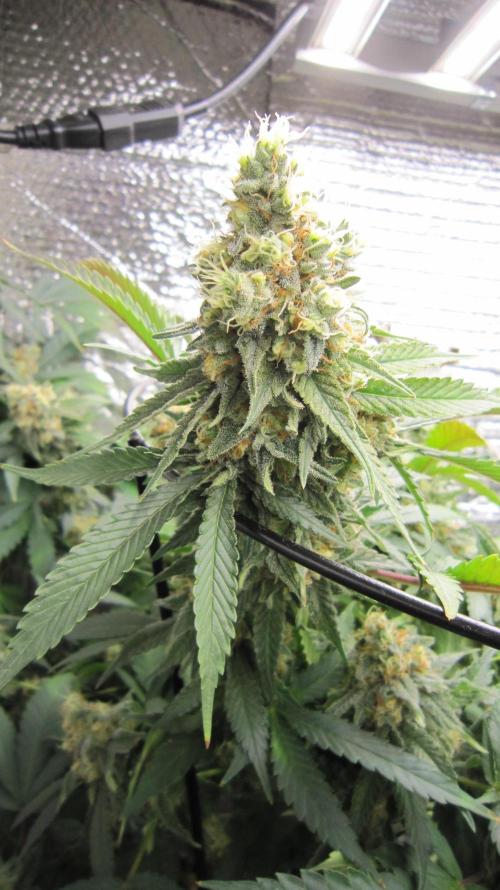 Best Clones... Showing off my.... Week 11 - Critical OG