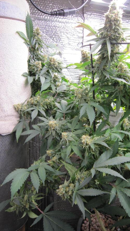 Best Clones... Showing off my.... Week 11 - Critical OG is getting heavy and heading for the floor