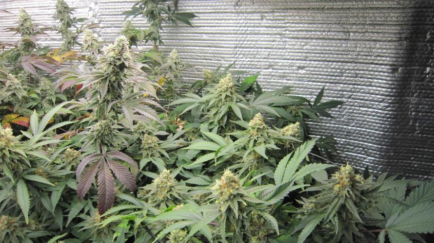 Best Clones... Showing off my.... Week 11 - The other Critical OG