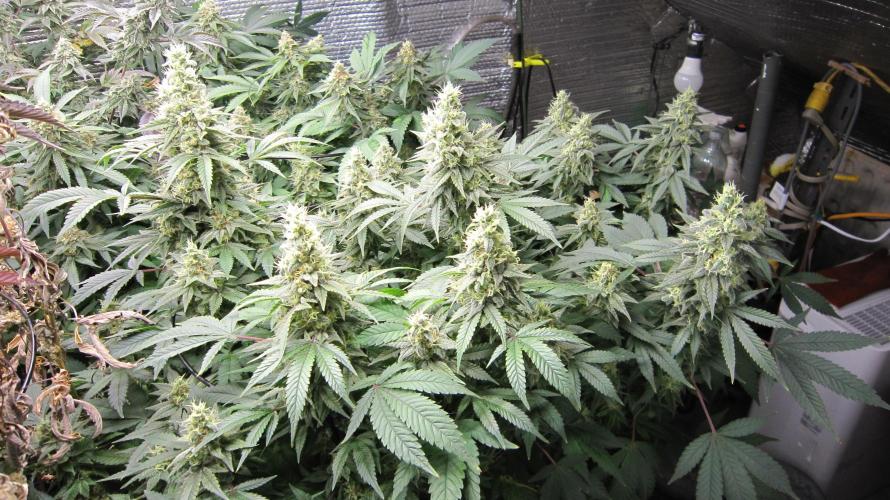 Best Clones... Showing off my.... Week 11 - Bb Mr