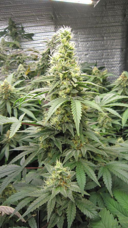 Best Clones... Showing off my.... Week 11 - Bb Mr 