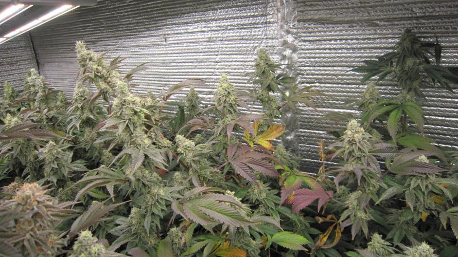 Best Clones... Showing off my.... Week 11 - Dos Si Dos 33