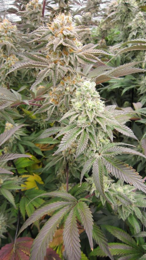 Best Clones... Showing off my.... Week 11 - Dos Si Dos 33