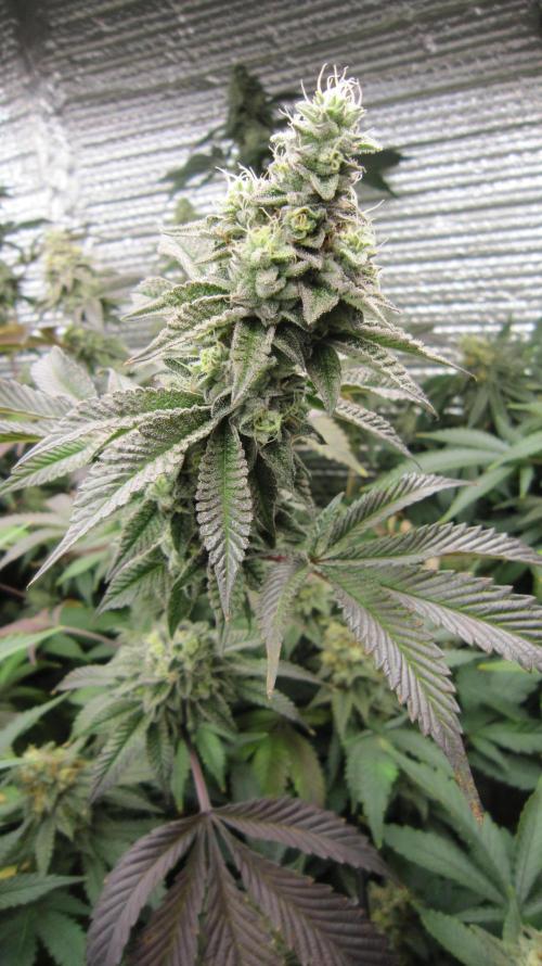 Best Clones... Showing off my.... Week 11 - Dos Si Dos 33