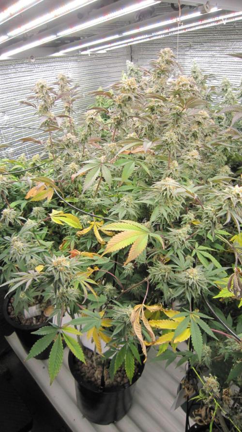 Best Clones... Showing off my.... Week 11