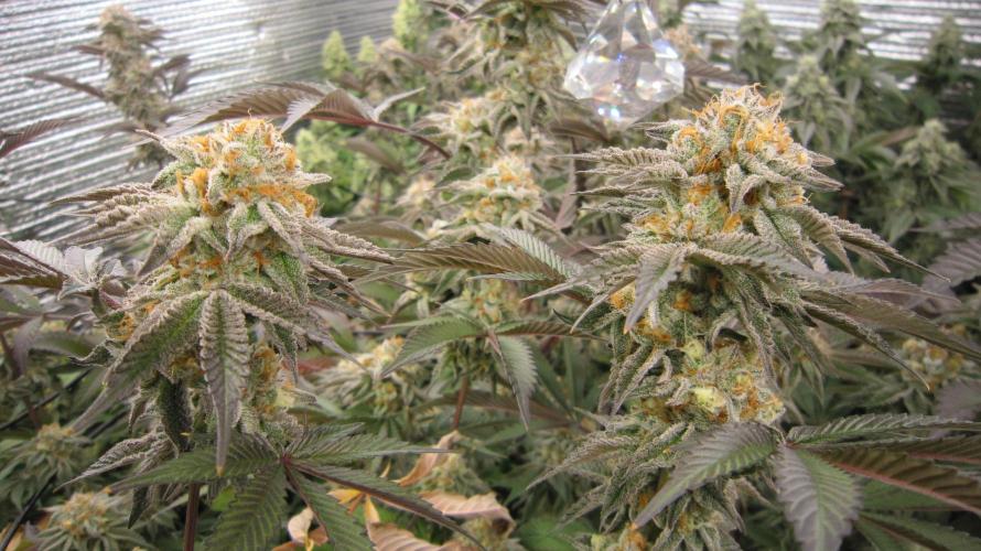 Best Clones... Showing off my.... Week 11 - Pink Kush with Dos Si Dos 33 behind.