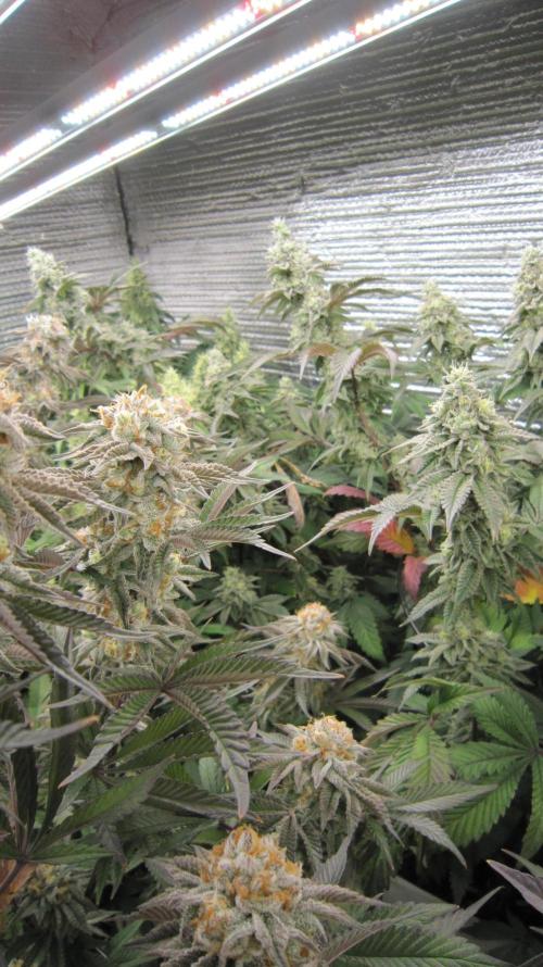 Best Clones... Showing off my.... Week 11 - Pink Kush left Dos Si Dos 33 right.