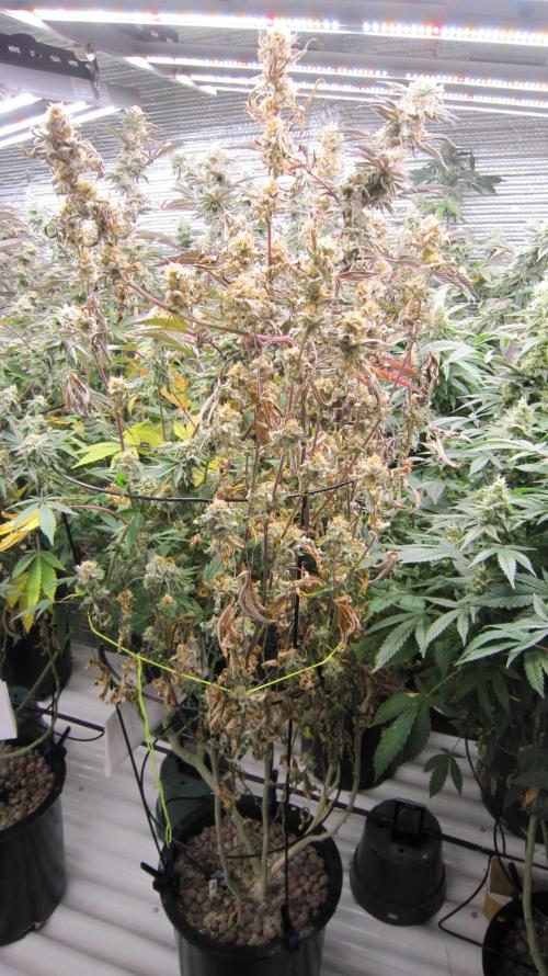 Best Clones... Showing off my.... Week 11 - Half my Pink Kush plant died?!?