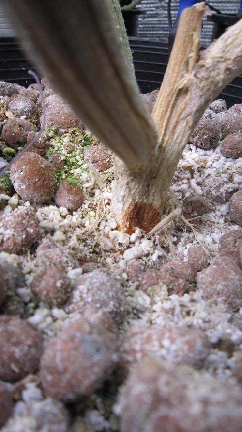 Best Clones... Showing off my.... Week 11 - Can see a brown spot on the stem?!?