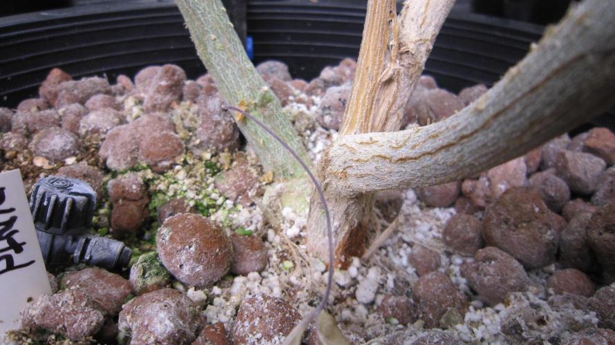 Best Clones... Showing off my.... Week 11 - The other 1/2 of the plant stem looks fine.