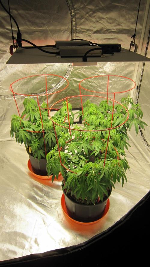 Gelatdos Jabb... My crossing.. Week 10 - Gelatdos Jabb - 3 females from reg seeds