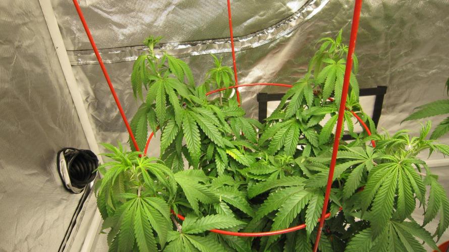 Gelatdos Jabb... My crossing.. Week 10 - Plant #1