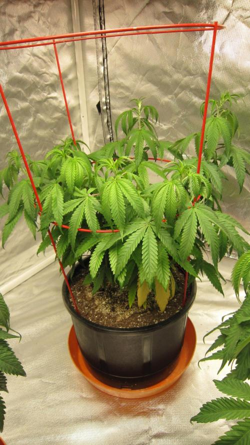 Gelatdos Jabb... My crossing.. Week 10 - Plant #2