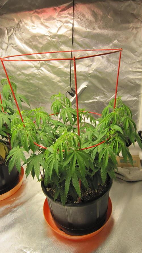 Gelatdos Jabb... My crossing.. Week 10 - Plant #3