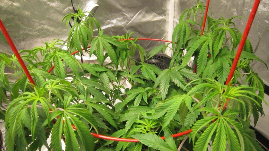 Gelatdos Jabb... My crossing.. Week 10 - Plant #3