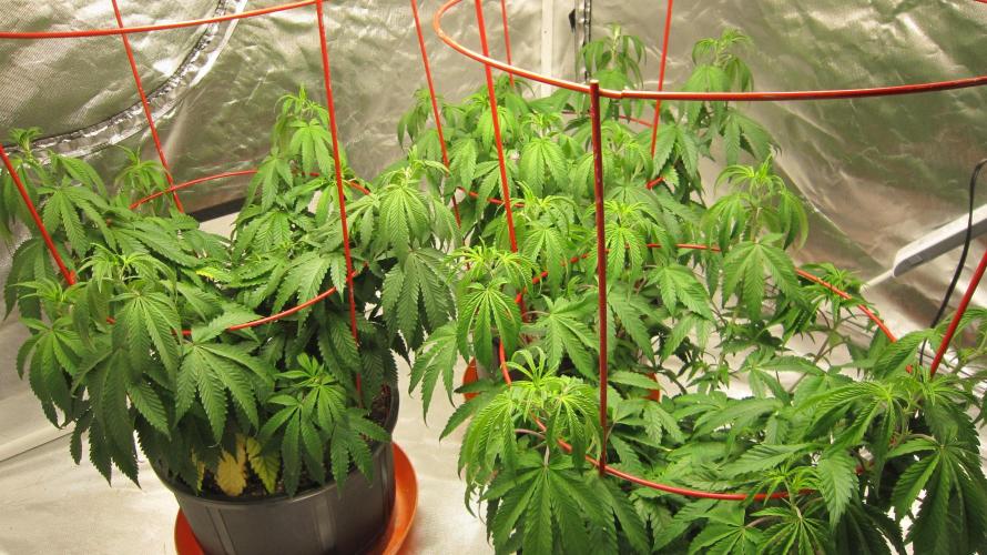 Gelatdos Jabb... My crossing.. Week 10 - Group Shot.