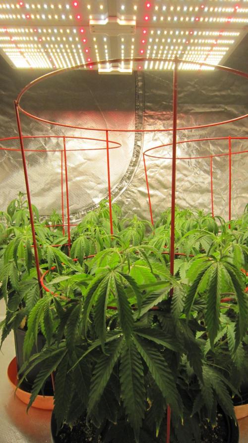 Gelatdos Jabb... My crossing.. Week 10 - Spider Farmer light SF-4000